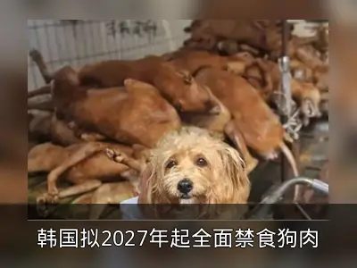 韩国拟2027年起全面禁食狗肉