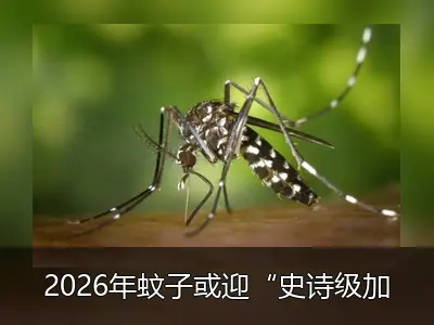 2026年蚊子或迎“史诗级加强”：数量激增、叮咬凶猛、防控难度加大
